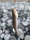 IMG_7676.jpeg
