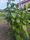 IMG_20250918_185224.jpg
