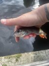 IMG_1998.jpeg