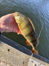 IMG_7833.jpeg