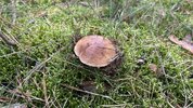 IMG_4349.jpeg