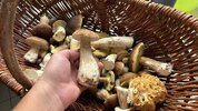 IMG_4350.jpeg