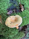 IMG_2082.jpeg