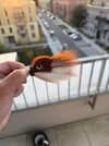 IMG_2963.jpeg