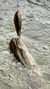IMG_4717.jpeg