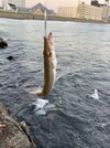 IMG_5316.jpeg