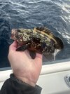 IMG_4745.jpeg IMG_4745.jpeg