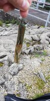 IMG_20251011_074957.jpg