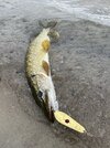 IMG_1011.jpeg