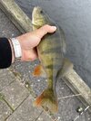 IMG_8202.jpeg