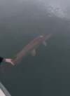 IMG_4287.jpeg
