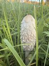 IMG_2656.jpeg