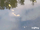 IMG_gpjjoh.gif