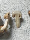 IMG20251018141723.jpg