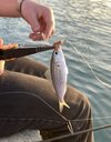 IMG_8296.jpeg