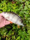 IMG_20251020_154955.jpg
