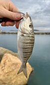 IMG_1130.jpeg