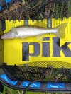 IMG_20251022_154741.jpg