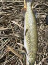 IMG_0716.jpeg