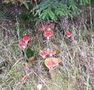 IMG_20251024_194249.jpg