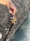 IMG_0190.jpeg