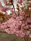 IMG_5491.jpeg