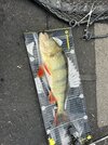 IMG_1502.jpeg