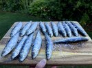 IMG_2810.jpeg