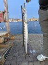 IMG_4933.jpeg