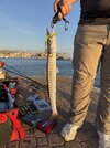 IMG_5062.jpeg