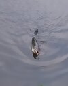 IMG_20260605_070405.jpg