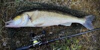 IMG_9298.jpeg