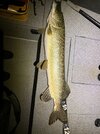 IMG_2491.jpeg