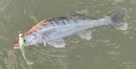 GreenfinZander43cm2.jpg
