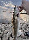 IMG_5386.jpeg