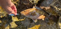 Grouper.jpg