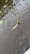 IMG_8616.jpeg IMG_8616.jpeg