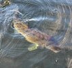 IMG_1219.jpeg