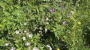 IMG_8672.jpeg