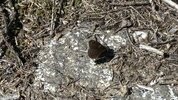 IMG_8699.jpeg