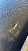 IMG_8709.jpeg