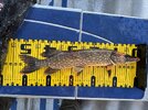 IMG_0108.jpeg