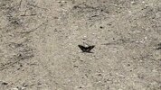 IMG_8764.jpeg