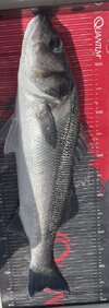 IMG_2152.jpeg