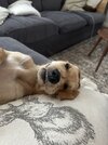 IMG_2372.jpeg