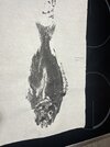 IMG_6179.jpeg