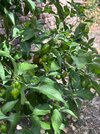 IMG_9435.jpeg