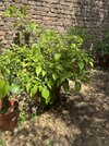 IMG_9437.jpeg