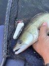 IMG_1006.jpeg