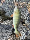 IMG_3516.jpeg